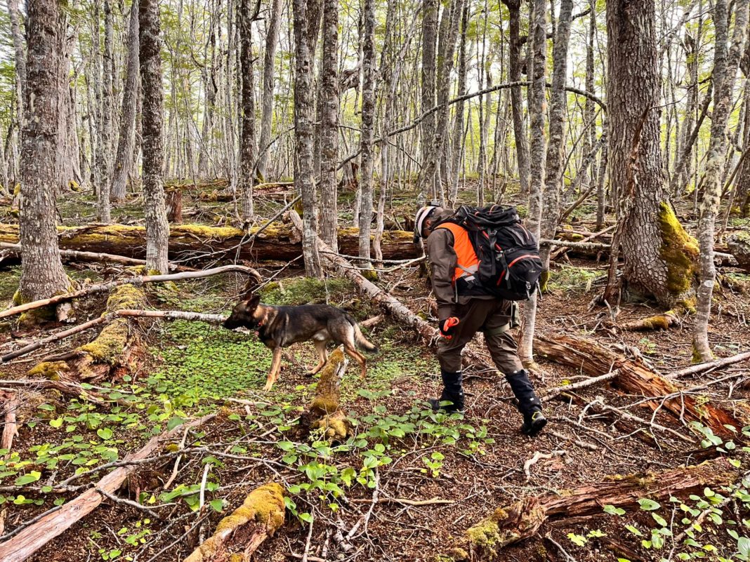 ¡Increíble rescate en Punta Arenas! Carabineros salva a madre e hija tras 15 horas de angustia en un bosque