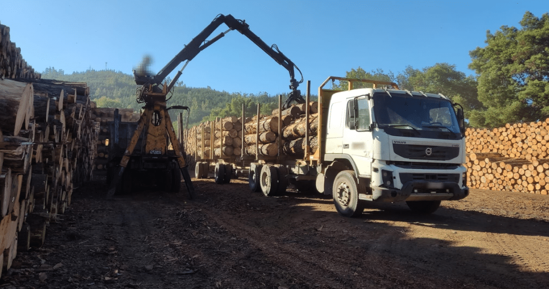 Empresa maderera de Lota podría pagar más de  mil millones por incumplir normativa ambiental