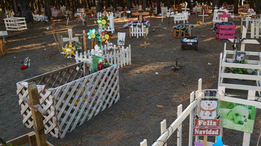 Impactante: Joven de 19 años enterró a su recién nacido en cementerio de mascotas