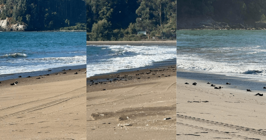 Impactante hallazgo en el borde costero de Lota: cerca de mil aves marinas muertas