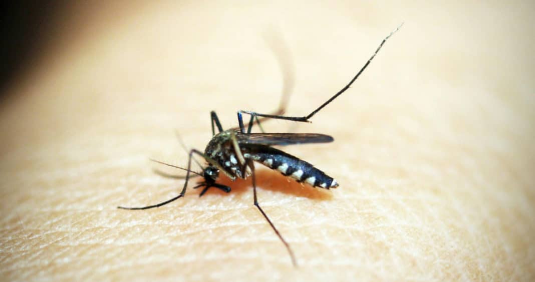 ¡Alerta! Caso confirmado y sospechosos de Dengue en región de Coquimbo
