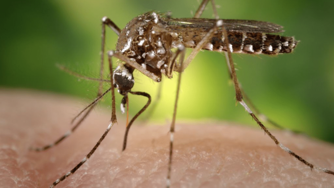 ¡Alerta! Confirman caso de dengue en la región del Maule