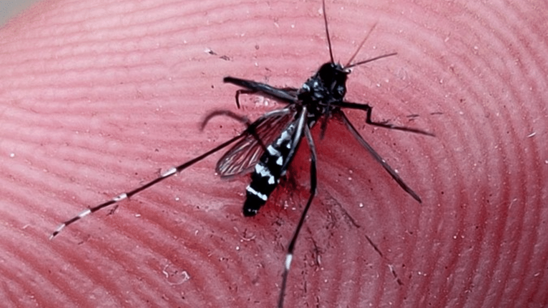 ¡Alerta en Argentina! El peor brote de dengue de la historia