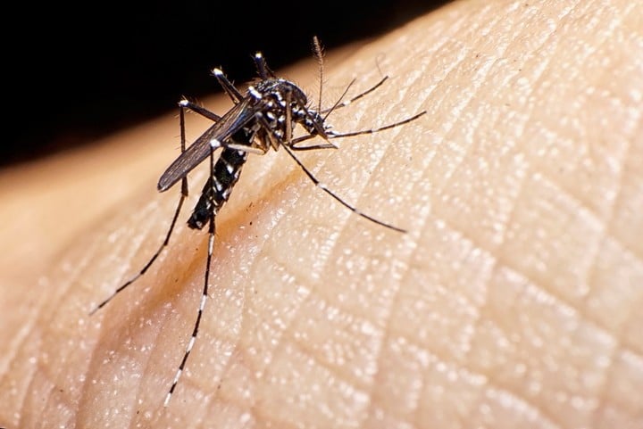 ¡Alerta en Hualañé! Confirman caso de dengue en la comuna