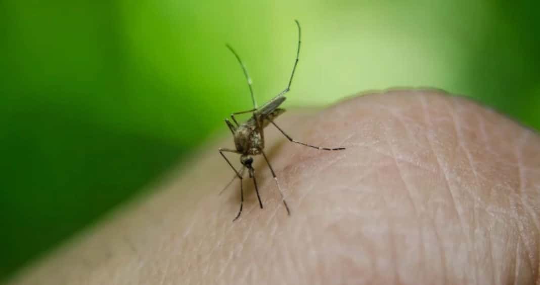 ¡Alerta en Hualañé! Confirman caso importado de dengue