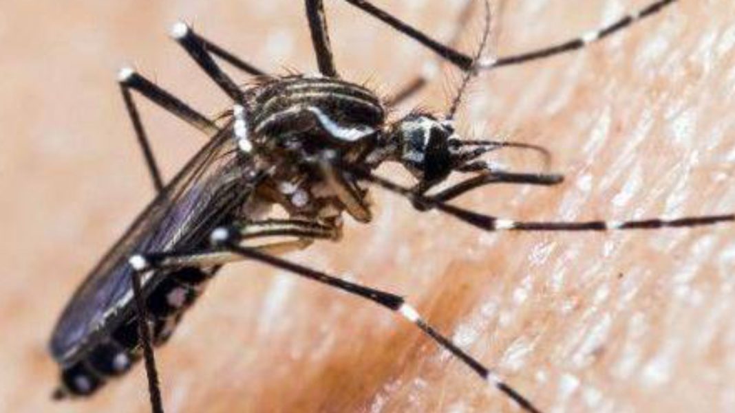 ¡Alerta en Rapa Nui! Tres casos autóctonos de dengue confirmados