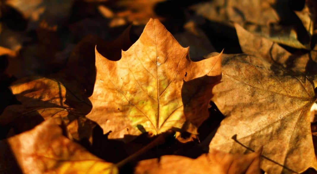 ¡Descubre cuándo comienza el otoño y cómo afecta al clima en Chile!