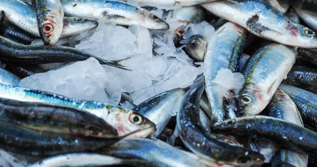 ¡Descubre los pescados que debes evitar consumir por su peligroso contenido de mercurio y su escaso valor nutricional!