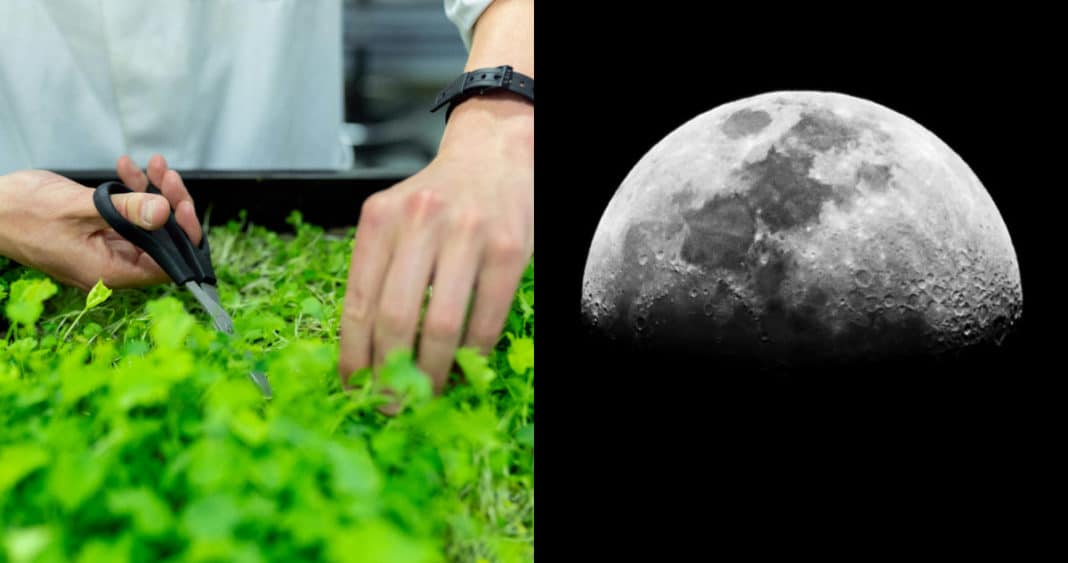 ¡Increíble! Astronautas de la NASA llevarán plantas a la Luna para estudiar cultivos espaciales