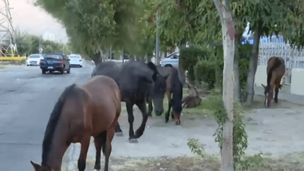 ¡Increíble! Caballos sueltos causan caos en plena vía pública de Recoleta