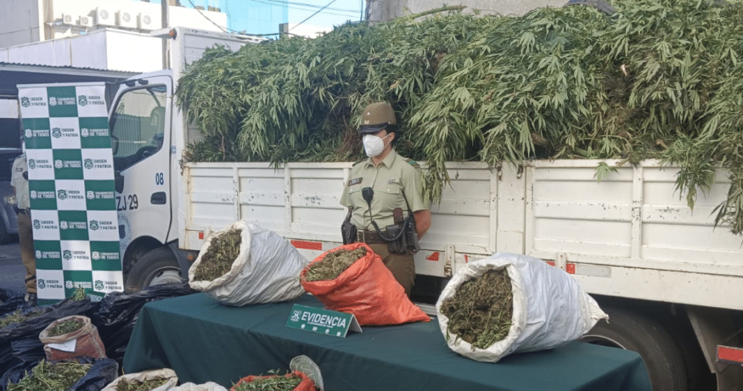¡Increíble decomiso! Más de mil plantas de marihuana y 375 kilos avaluados en $3.500 millones en Quilleco