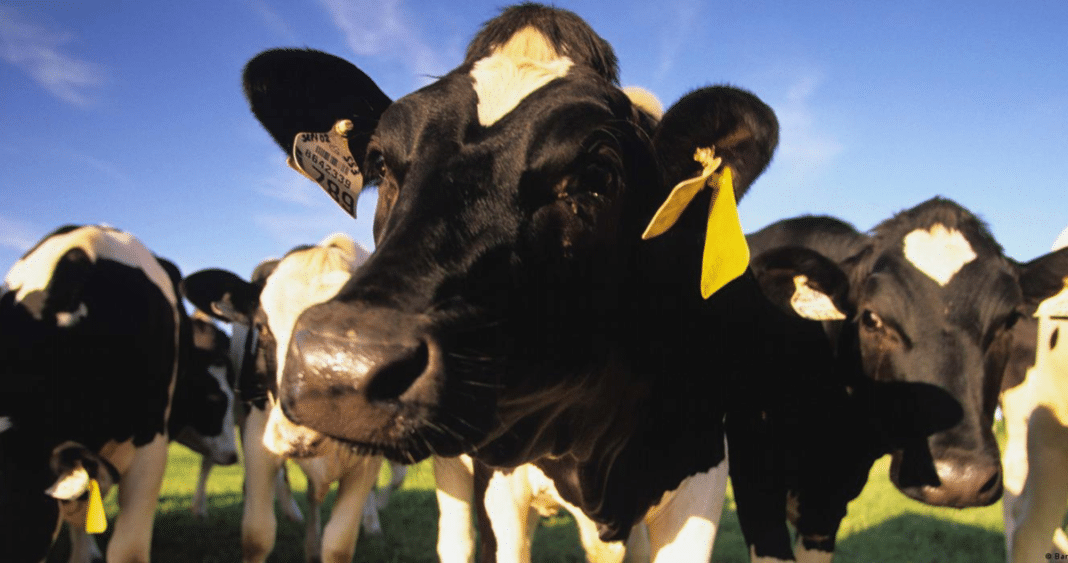 ¡Increíble descubrimiento científico! Una vaca produce leche con insulina humana