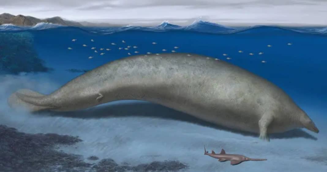 ¡Increíble descubrimiento en Perú! El animal más grande del mundo no era tan colosal como se creía
