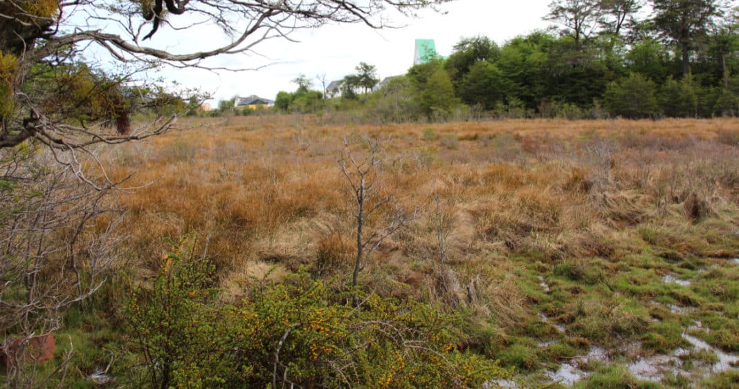 ¡Proyecto de ley para la protección ambiental de turberas es aprobado por el Congreso!