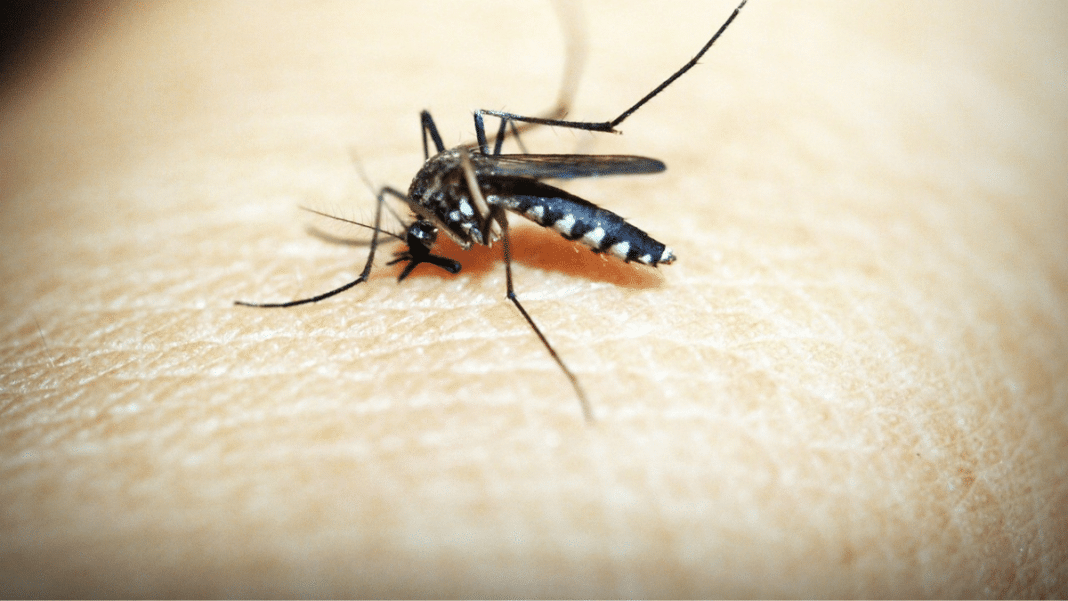 Alerta en Chile: 135 casos de dengue importados
