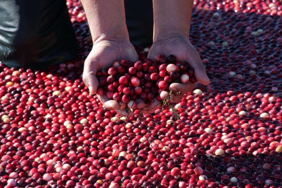Descubre el poder del Cranberry: La superfruta que está conquistando el mundo