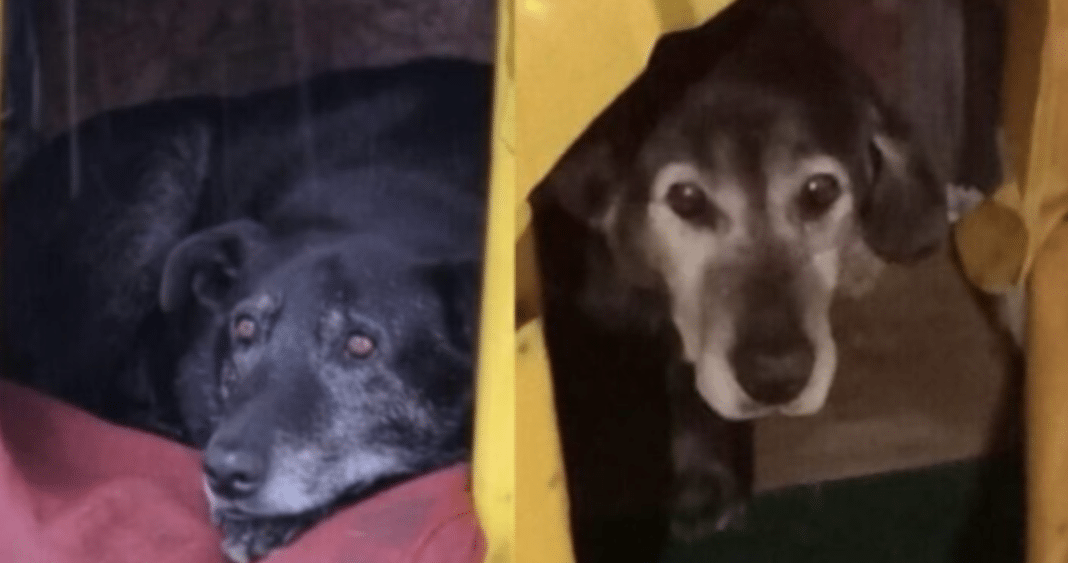Impactante decisión del juzgado sobre el caso de los perros comunitarios en Valdivia