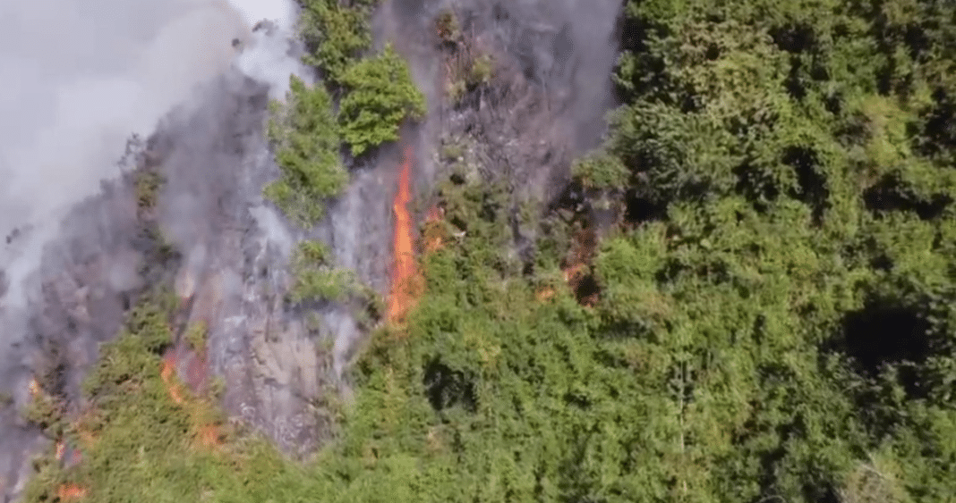 Impactante incendio forestal en Valdivia: padre e hijo quedan en libertad