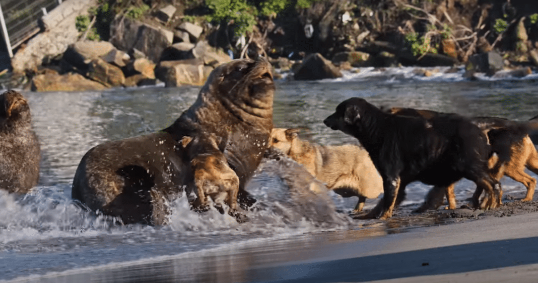 Increíble documentalista inglés captura épicas peleas entre perros y lobos marinos en Chile