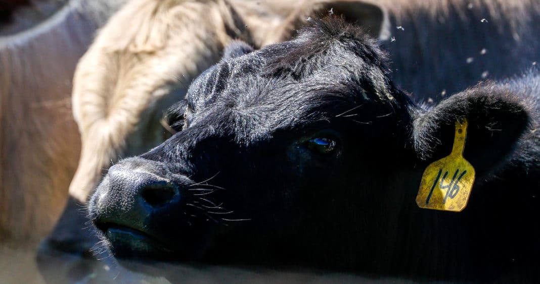 OMS alerta: Virus de gripe aviar encontrado en leche de vacas infectadas en EEUU