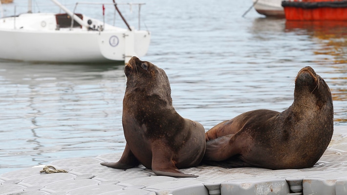 Pescadores Artesanales Enfrentan Ataques Devastadores de Lobos Marinos: Cámara de Diputados Solicita Declarar Emergencia Pesquera