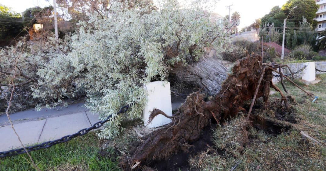 Tragedia en Chillán: Municipio indemnizará con $400 millones a familia de joven aplastado por árbol