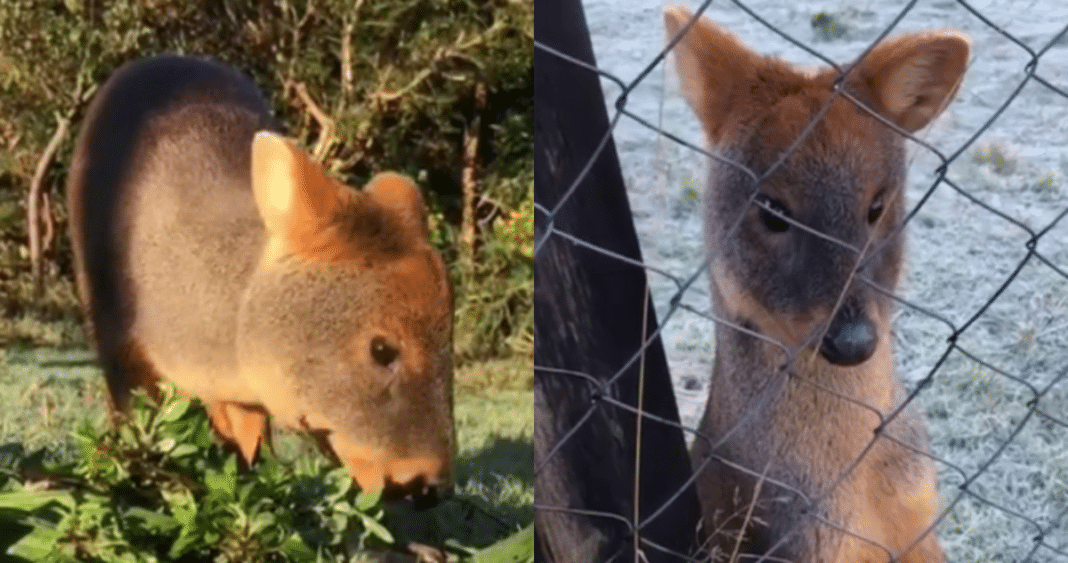 Tragedia en Chiloé Silvestre: Perros Asesinan a Dos Pudúes Emblemáticos