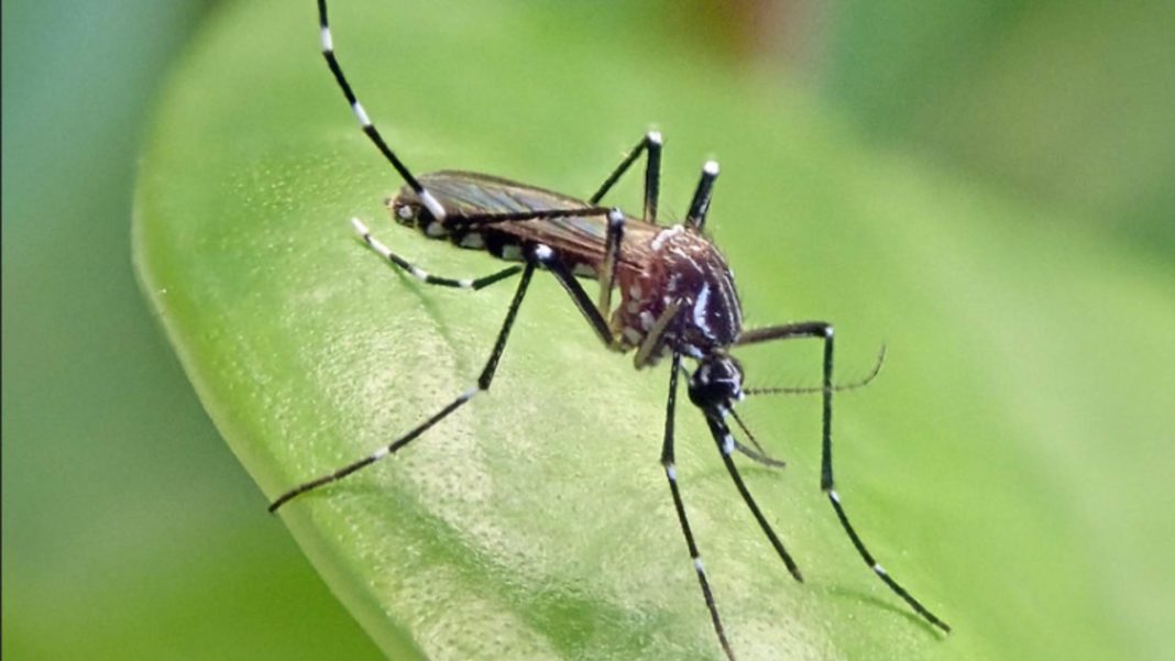 ¡Alerta Amarilla en Los Andes por el dengue! Descubre qué significa y cómo prevenirlo