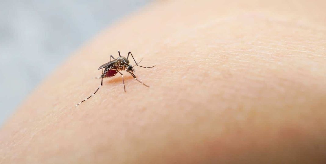 ¡Alerta! El Dengue en Chile: Descubre los riesgos de esta enfermedad