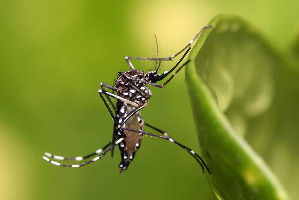 ¡Alerta! El dengue se propaga en Latinoamérica: conoce las recomendaciones para viajeros