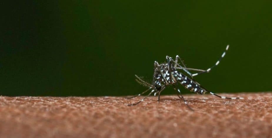 ¡Alerta! Encuentran mosquito del dengue en Los Andes