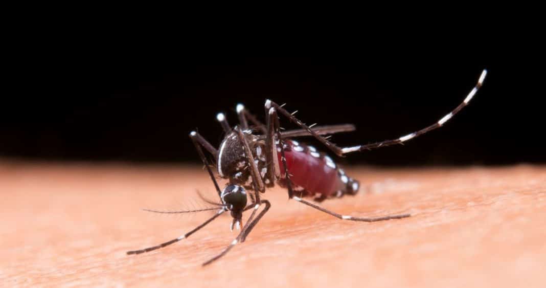 ¡Alerta! Encuentran mosquito transmisor del dengue en terminal de buses de Los Andes
