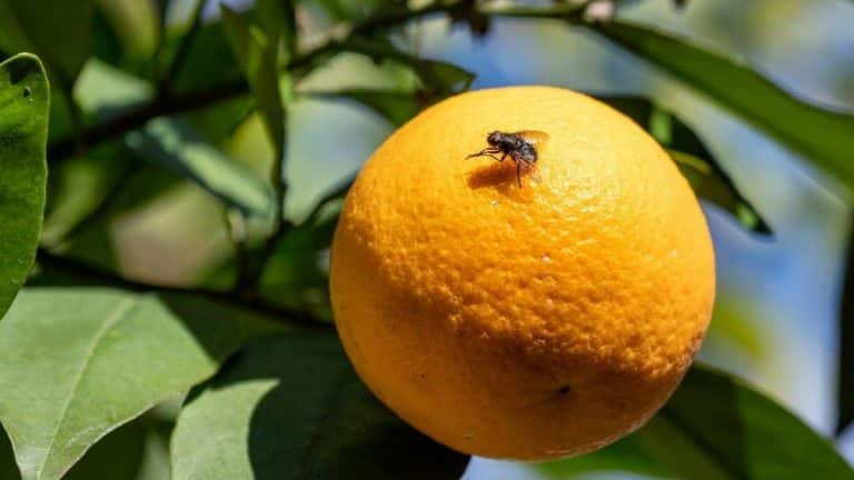 ¡Alerta! La mosca de la fruta amenaza al sector agrícola en San Bernardo