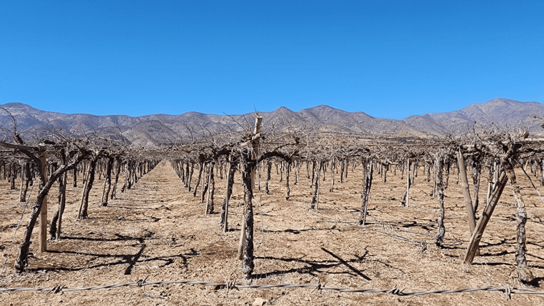 ¡Alerta! La sequía en la región de Coquimbo ha llevado a un desastre agrícola