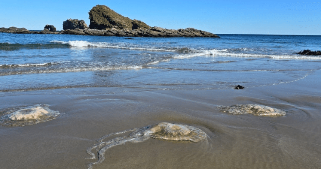 ¡Alerta! Medusas invaden la bahía de San Juan de la Costa