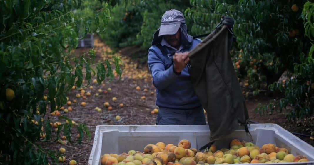 ¡Alerta! Paro en Puerto Coronel pone en riesgo la seguridad agroalimentaria de Chile