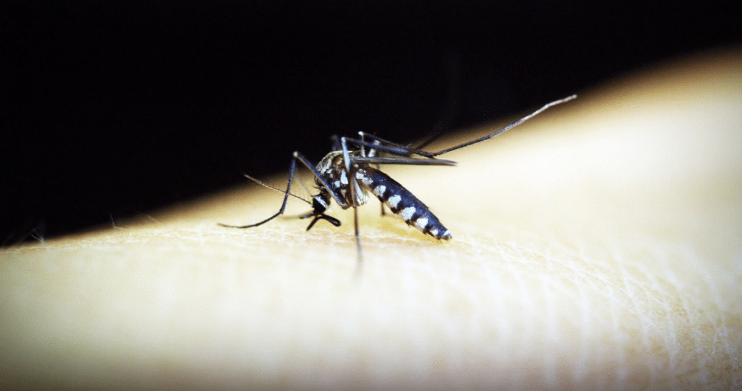 ¡Dengue en Argentina! Descubre por qué esta enfermedad puede ser mortal