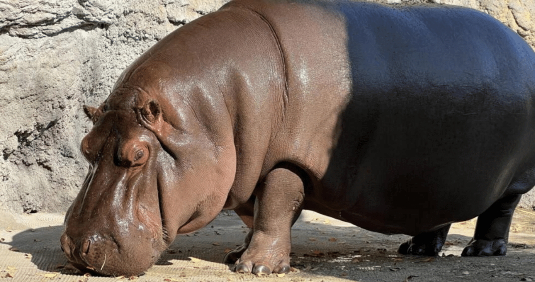 ¡Descubre la Sorprendente Historia del Hipopótamo Que Engañó al Zoológico por Años!