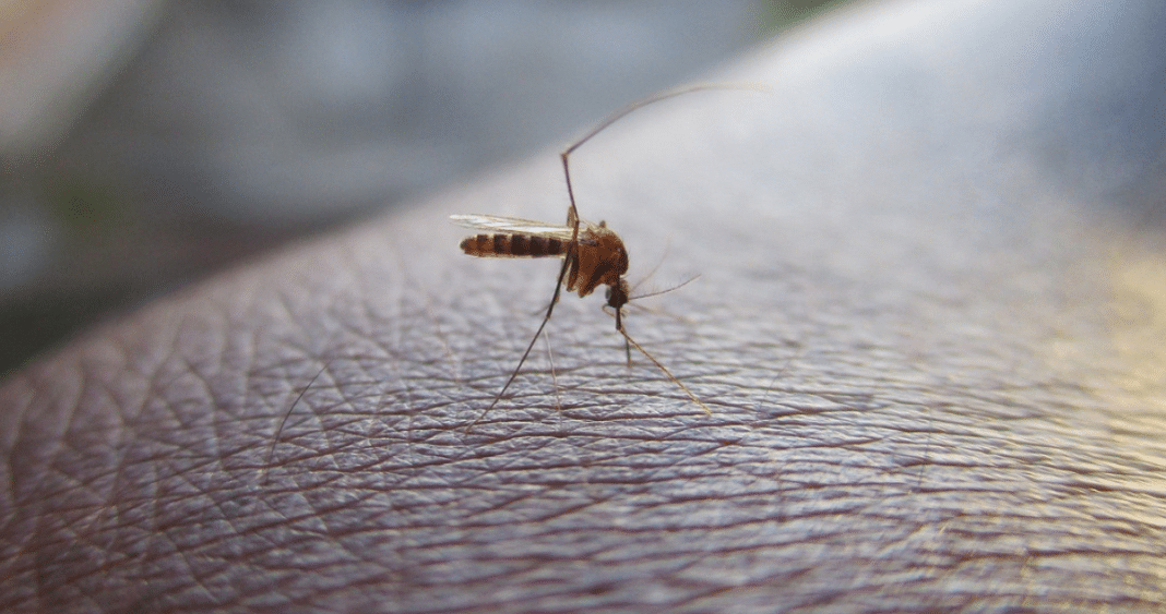 ¡Descubre los síntomas del dengue y cómo prevenir las picaduras de mosquitos!