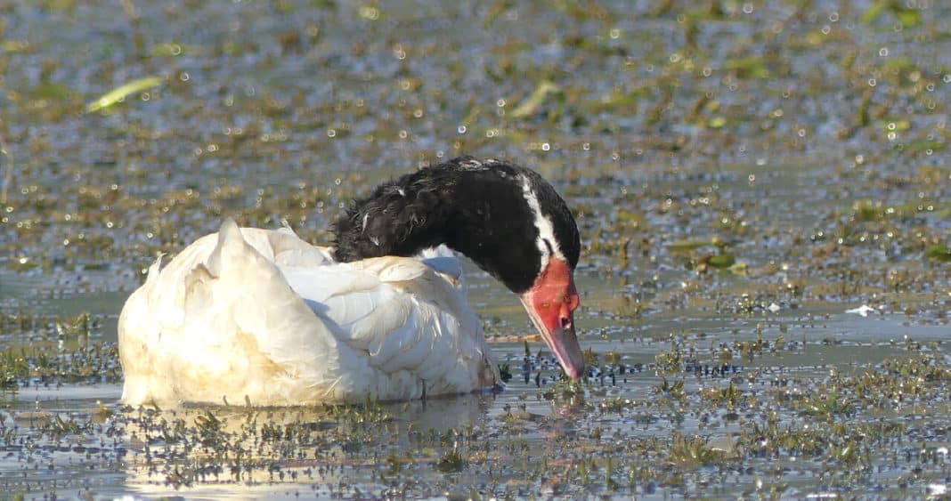 ¡Gran noticia! Se aprueba norma para proteger la cuenca del río Valdivia