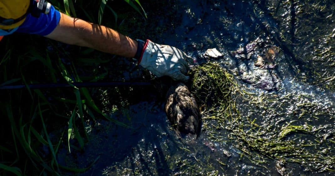 ¡Impactante descubrimiento! Aves muertas cerca de humedal Angachilla en Valdivia están siendo analizadas en laboratorio