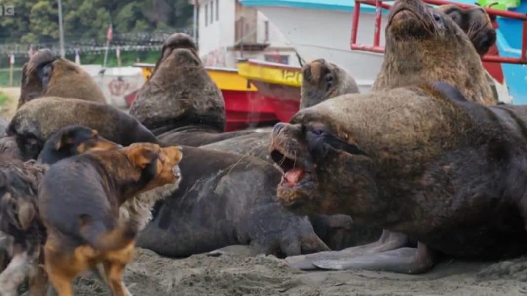 ¡Impactante documental revela la lucha épica entre lobos marinos y perros callejeros!