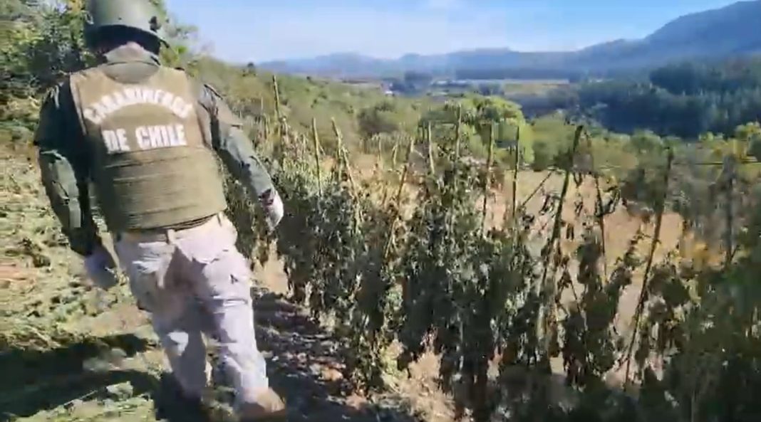 ¡Increíble! Carabineros captura a banda con 120 kilos de marihuana en San Clemente