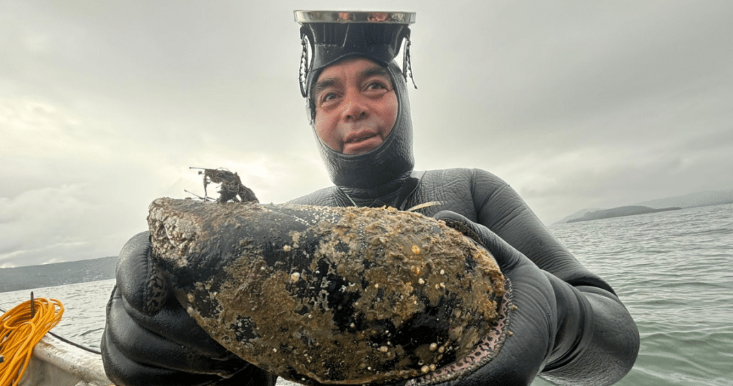 ¡Increíble descubrimiento! Encuentran un choro gigante en Los Ríos que pesa casi 1 kilo