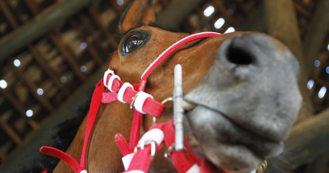 Alerta Equina: Brote de Anemia Infecciosa Obliga al Sacrificio de 16 Caballos en el Club Hípico