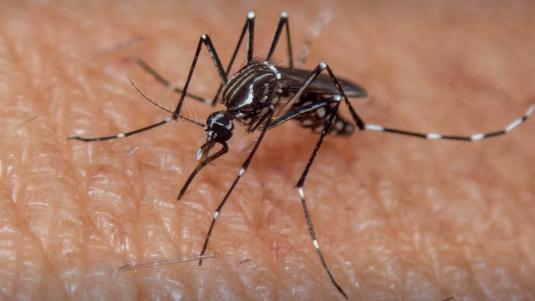 Cómo la Crisis Climática Está Impulsando una Epidemia de Dengue en América Latina