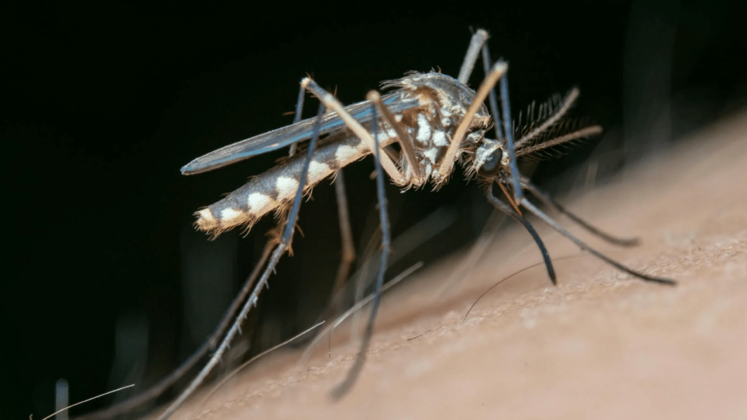 Cómo la Crisis Climática Está Impulsando una Epidemia de Dengue en América Latina