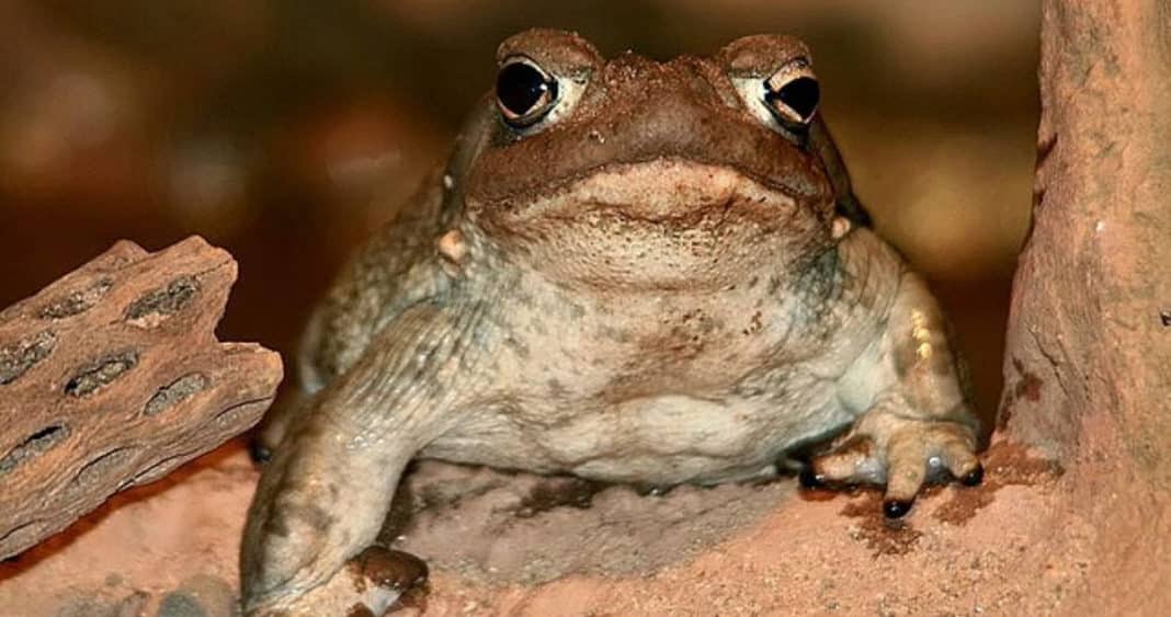 Descubre cómo el Veneno de Sapo Podría Revolucionar el Tratamiento de la Depresión y Ansiedad