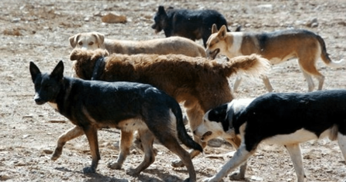 Perros Asilvestrados: La Amenaza Oculta en los Campos Lecheros