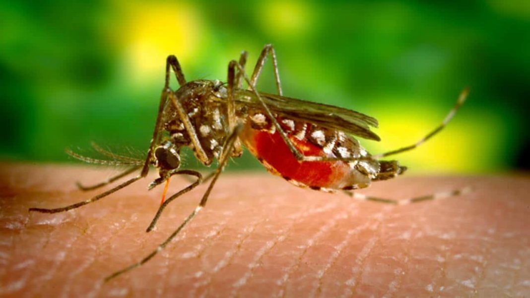 ¡Alerta Sanitaria en Brasil! Récord Histórico de Casos de Dengue